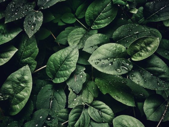 plantes